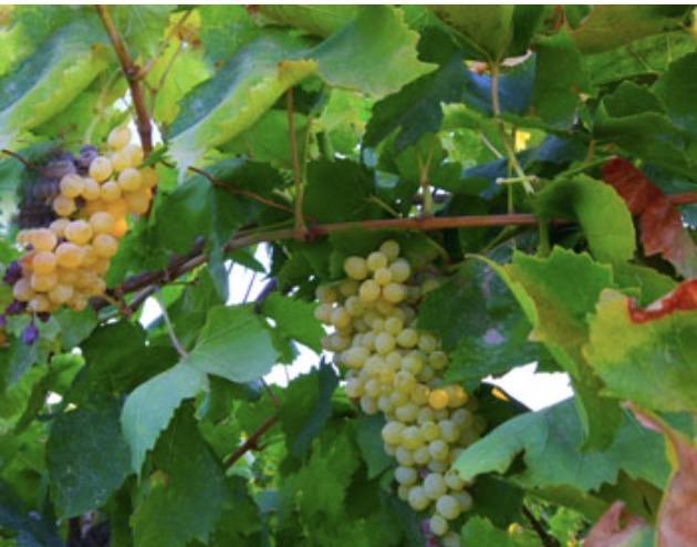 Grapes Growing on Vines