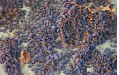 Grapes Drying Process
